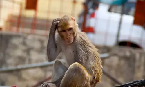 बंदर की करतूत से तीन माह के मासूम बच्चे की गई जान बंदर की करतूत से तीन माह के मासूम बच्चे की गई जान