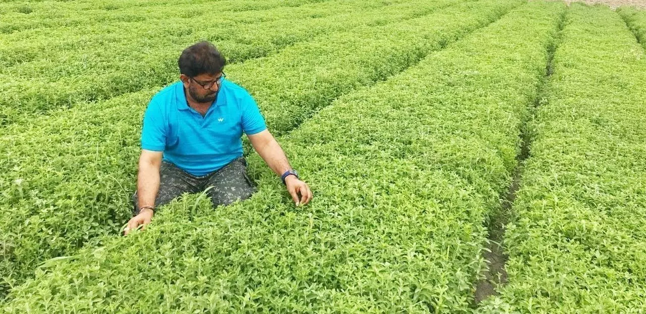 Stevia MDST-16 की पत्तियाँ है शक्कर से 30 गुना मीठी, उगाकर कमाइए लाखों रूपये प्रति एकड़ , जानिए कैसे उगाई जाती है! Stevia MDST-16 की पत्तियाँ है शक्कर से 30 गुना मीठी, उगाकर कमाइए लाखों रूपये प्रति एकड़ , जानिए कैसे उगाई जाती है!