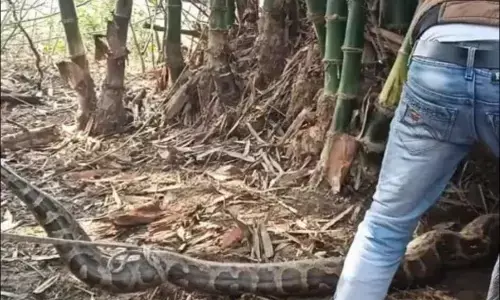 3 घंटे की रेस्क्यू के बाद पकड़ में आए दो विशाल अजगर, वन विभाग को सौंपे 3 घंटे की रेस्क्यू के बाद पकड़ में आए दो विशाल अजगर, वन विभाग को सौंपे