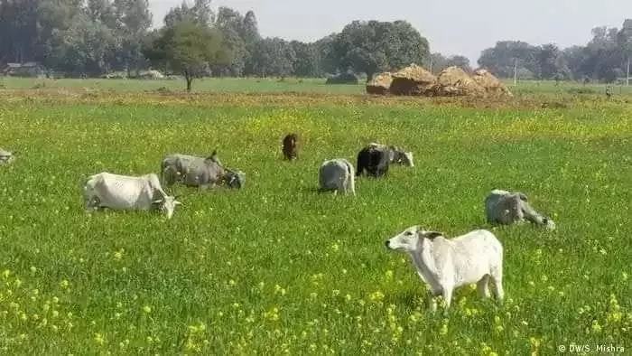 यूपी में छुट्टा गोवंश की परेशानी पर सरकार जागी, सभी डीएम को औचक निरीक्षण के दिए गए निर्देश