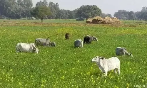 यूपी में छुट्टा गोवंश की परेशानी पर सरकार जागी, सभी डीएम को औचक निरीक्षण के दिए गए निर्देश