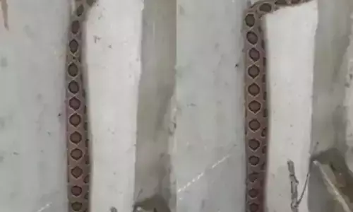 सांप का वीडियो देख लो सब समझ जाओगे ? सांप का वीडियो देख लो सब समझ जाओगे ?