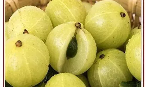 कागज में आंवले का बीज – कैसे संभव है?