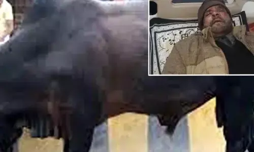 UP News: सपा कार्यालय जा रहे समाजवादी पार्टी के प्रवक्ता को सांड़ ने उठाकर पटका, जानें फिर क्या हुआ