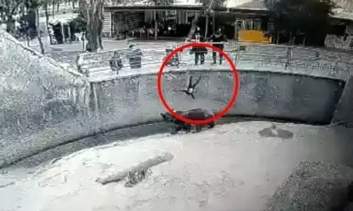 Woman Throws Daughter Into Zoo: महिला ने 3 साल की बेटी को भालू के गड्ढे में फेंका, भयानक वीडियो हुआ वायरल