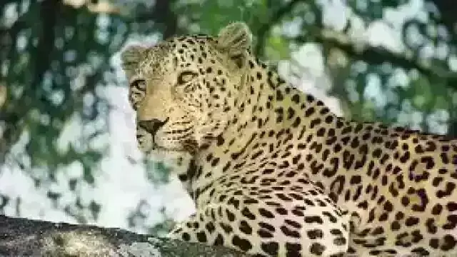 आंगन में खेल रही 6वर्षीय बच्ची पर तेंदुए ने किया हमला, मां ने मार भगाया, बच्ची गंभीर रूप से घायल आंगन में खेल रही 6वर्षीय बच्ची पर तेंदुए ने किया हमला, मां ने मार भगाया, बच्ची गंभीर रूप से घायल