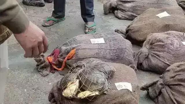 भागलपुर में 935 कछुए के साथ 8 तस्कर गिरफ्तार, RPF की टीम ने की थी छापेमारी