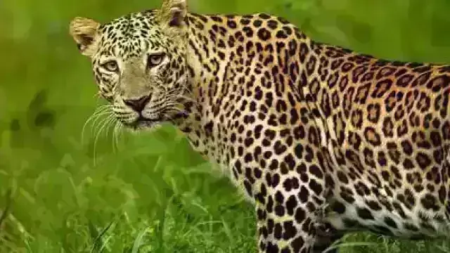 рдмрд╣рд░рд╛рдЗрдЪ рдореЗрдВ рдХрд┐рд╕рд╛рди рдкрд░ рддреЗрдВрджреБрдП рдиреЗ рдХрд┐рдпрд╛ рд╣рдорд▓рд╛, рдЧрд╛рдВрд╡ рдХреЗ рд▓реЛрдЧреЛрдВ рдореЗрдВ рдмреЭреА рджрд╣рд╢рдд рдмрд╣рд░рд╛рдЗрдЪ рдореЗрдВ рдХрд┐рд╕рд╛рди рдкрд░ рддреЗрдВрджреБрдП рдиреЗ рдХрд┐рдпрд╛ рд╣рдорд▓рд╛, рдЧрд╛рдВрд╡ рдХреЗ рд▓реЛрдЧреЛрдВ рдореЗрдВ рдмреЭреА рджрд╣рд╢рдд