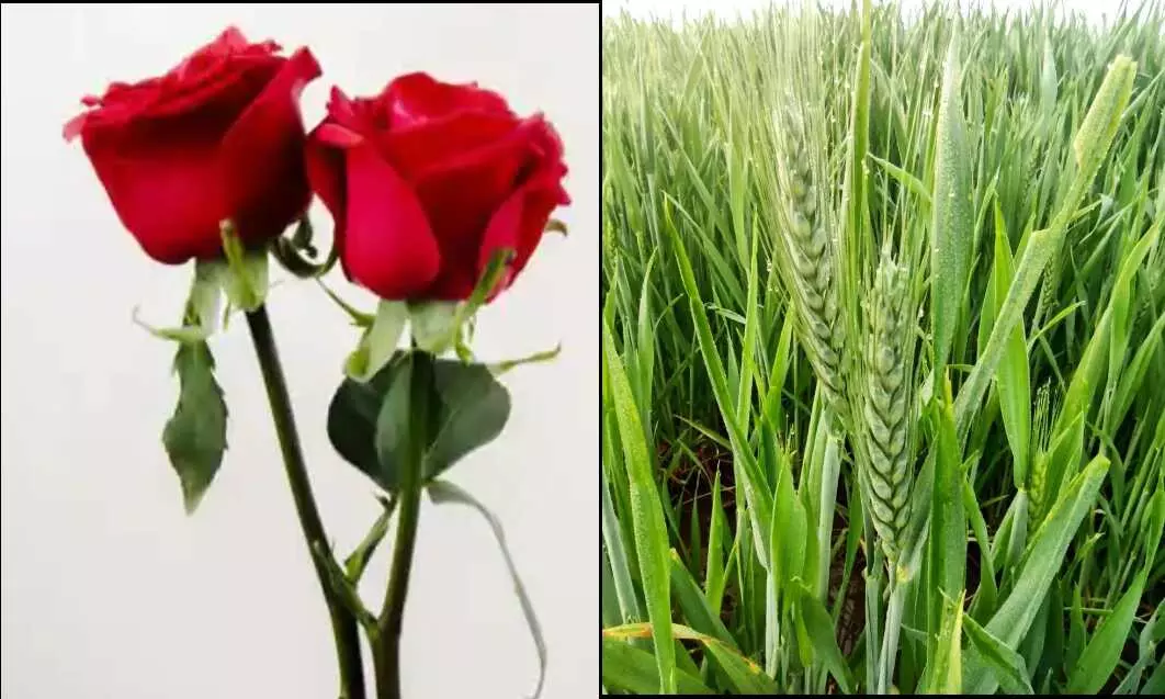 Happy Rose day: गेंहू और गुलाब में छिड़ हुई है जंग