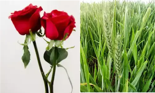 Happy Rose day: गेंहू और गुलाब में छिड़ हुई है जंग Happy Rose day: गेंहू और गुलाब में छिड़ हुई है जंग