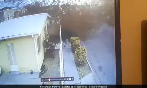 Viral Video : पक्षियों का झुंड आसमान से गिरा और गिरते ही हुई मौत, अजीबोगरीब वीडियो आया सामने