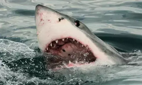 Horrifying...!! समंदर किनारे तैर रहा था शख्स, देखते-देखते 2 टुकड़े कर निगल गई 14 फीट की शार्क