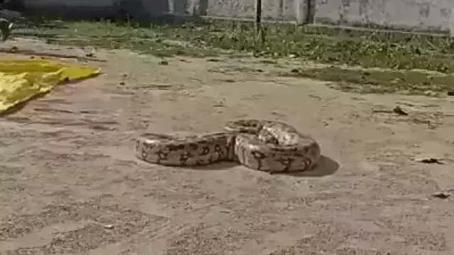 स्कूल में घुसा भारी-भरकम अजगर, लम्बाई देख ग्रामीणों में मचा हड़कंप