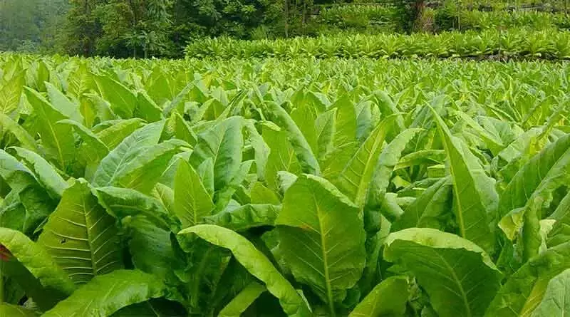 तम्बाकू उत्पाद पर चित्रमय चेतावनी से कम होता है तम्बाकू सेवन