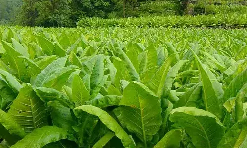 तम्बाकू उत्पाद पर चित्रमय चेतावनी से कम होता है तम्बाकू सेवन