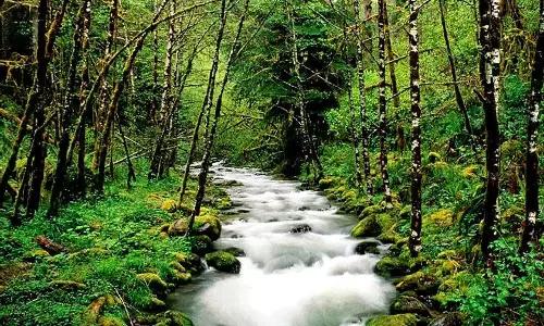 जंगलों के बाहर वृक्षारोपण का रोडमैप हुआ जारी