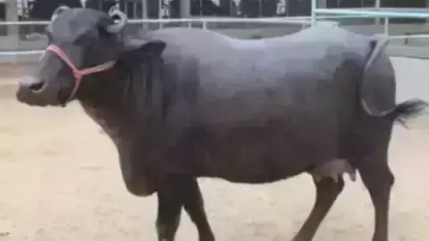 UP पुलिस को फिर मिला भैंस ढूंढने का टास्क, कई जवान लगे ड्यूटी पर