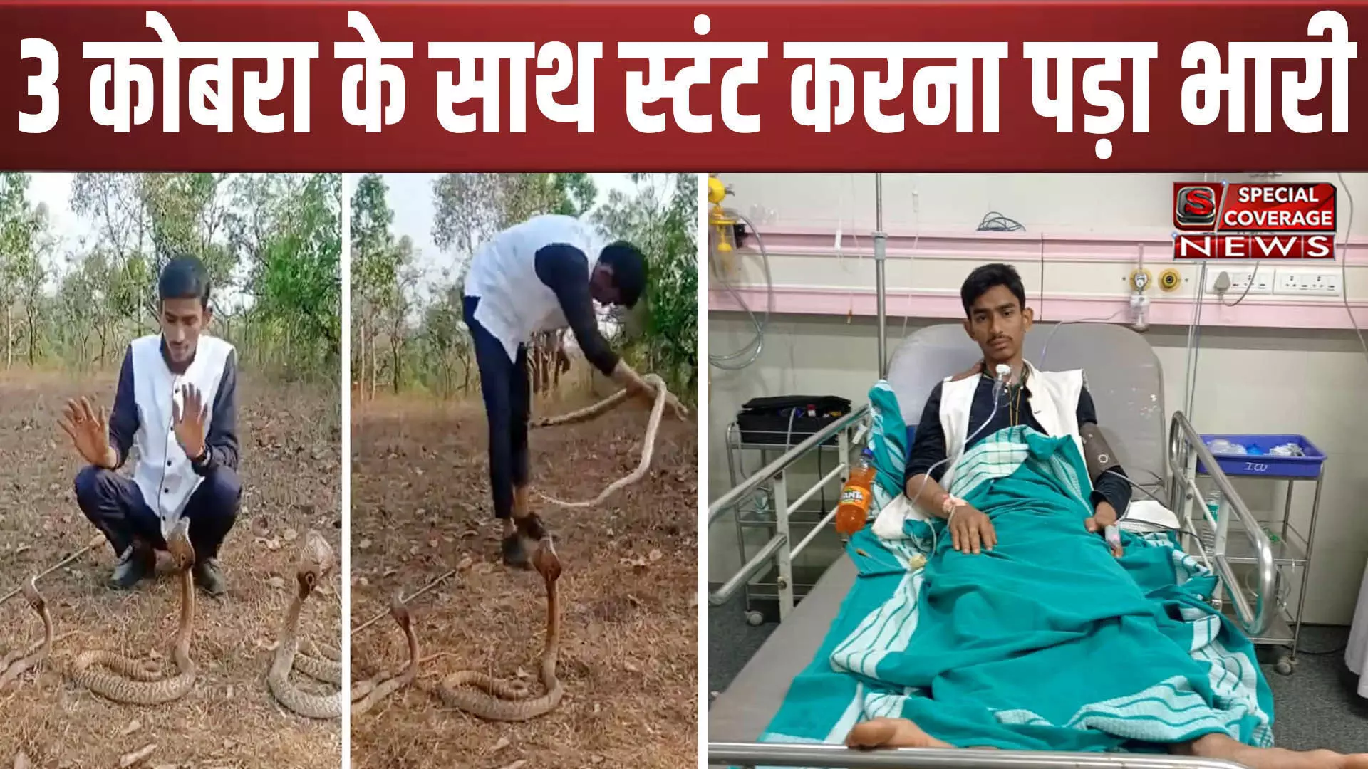 तीन-तीन किंग कोबरा के साथ स्टंट कर रहा था युवक, फिर जो हुआ... Watch Viral Video