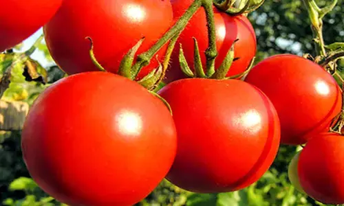 Health Tips:खाली पेट टमाटर खाने के है कई फायदे Health Tips:खाली पेट टमाटर खाने के है कई फायदे