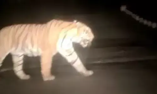 जंगल से निकल कर अचानक सड़क पर आ गया बाघ, फिर तो...