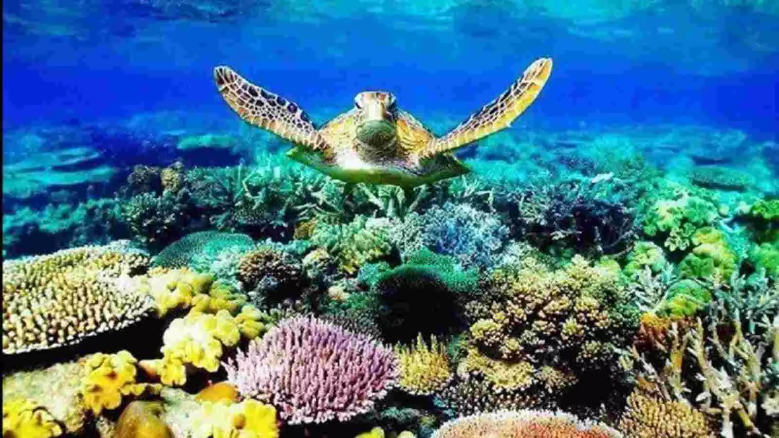 Great Barrier Reef :ग्रेट बैरियर रीफ़ पर गंभीर ख़तरा, मामला संयुक्त राष्ट्र में पहुंचा