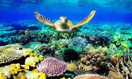 Great Barrier Reef :ग्रेट बैरियर रीफ़ पर गंभीर ख़तरा, मामला संयुक्त राष्ट्र में पहुंचा Great Barrier Reef :ग्रेट बैरियर रीफ़ पर गंभीर ख़तरा, मामला संयुक्त राष्ट्र में पहुंचा