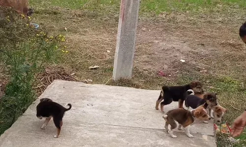 कुत्ते के बच्चे पर चढ़ी कर्नल की कार, फिर तो... कुत्ते के बच्चे पर चढ़ी कर्नल की कार, फिर तो...