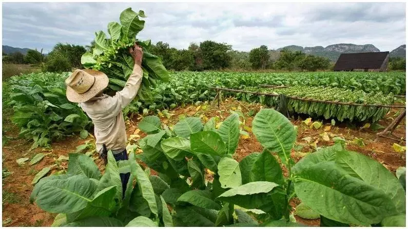 Tobacco eradication for TB eradication : टीबी उन्मूलन के लिए तम्बाकू उन्मूलन और ग़ैर-संक्रामक रोग नियंत्रण ज़रूरी