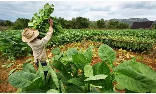 Tobacco eradication for TB eradication : टीबी उन्मूलन के लिए तम्बाकू उन्मूलन और ग़ैर-संक्रामक रोग नियंत्रण ज़रूरी Tobacco eradication for TB eradication : टीबी उन्मूलन के लिए तम्बाकू उन्मूलन और ग़ैर-संक्रामक रोग नियंत्रण ज़रूरी