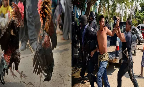 मुर्गों की लड़ाई के चक्कर में चल गईं ताबड़तोड़ गोलियां, 19 लोगों की हुई मौत मुर्गों की लड़ाई के चक्कर में चल गईं ताबड़तोड़ गोलियां, 19 लोगों की हुई मौत