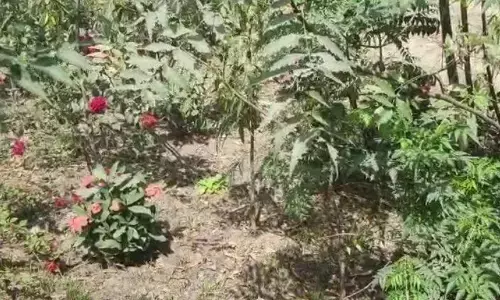 IAS officer Mahendra Singh Tawar : गाज़ियाबाद में प्रदूषण के कहर को कम करने के लिए युवा आईएएस अधिकारी महेंद्र सिंह तवर जी जान से जुड़े IAS officer Mahendra Singh Tawar : गाज़ियाबाद में प्रदूषण के कहर को कम करने के लिए युवा आईएएस अधिकारी महेंद्र सिंह तवर जी जान से जुड़े