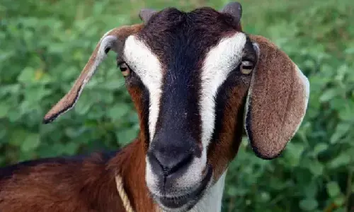 गर्भवती बकरी का रेप करने के बाद किया हत्या की, पुलिस ने युवक को किया गिरफ्तार