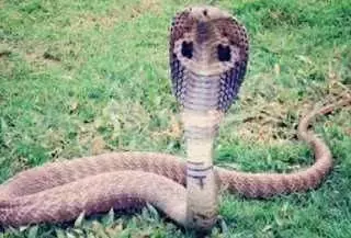 सांप ने अपने साथी की मौत का बदला 24 घंटे मे लिया, किसान के बेटे की सांप के काटने से मौत