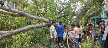 शामली कोतवाली प्रांगण में वर्षों पुराना पीपल का पेड़ भरभरा कर गिरा , तीन व्यक्ति घायल शामली कोतवाली प्रांगण में वर्षों पुराना पीपल का पेड़ भरभरा कर गिरा , तीन व्यक्ति घायल