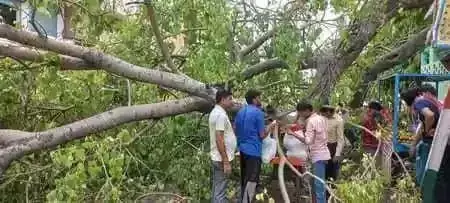 शामली कोतवाली प्रांगण में वर्षों पुराना पीपल का पेड़ भरभरा  कर गिरा , तीन व्यक्ति घायल