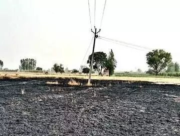 विद्युत विभाग की लापरवाही के चलते किसान की 8 बीघा गेहूं की फसल जलकर राख विद्युत विभाग की लापरवाही के चलते किसान की 8 बीघा गेहूं की फसल जलकर राख