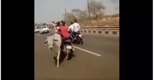 भीम आर्मी चीफ के काफिले में शामिल बाइक सवार गाय से टकराकर गिरा, दर्दनाक मौत...रौंगटे खड़े करने वला वीडियो