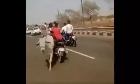 भीम आर्मी चीफ के काफिले में शामिल बाइक सवार गाय से टकराकर गिरा, दर्दनाक मौत...रौंगटे खड़े करने वला वीडियो