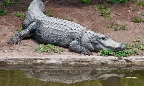 UP : तालाब में नहा रहे 8 साल के मासूम को खा गया मगरमच्छ, ग्रामीणों ने किया प्रदर्शन, इलाके में दहशत का माहौल UP : तालाब में नहा रहे 8 साल के मासूम को खा गया मगरमच्छ, ग्रामीणों ने किया प्रदर्शन, इलाके में दहशत का माहौल