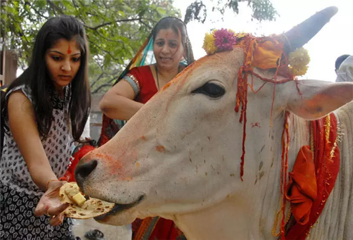 जानिए, हिन्दू धर्म में गाय को रोटी खिलाने के क्या होते हैं लाभ जानिए, हिन्दू धर्म में गाय को रोटी खिलाने के क्या होते हैं लाभ
