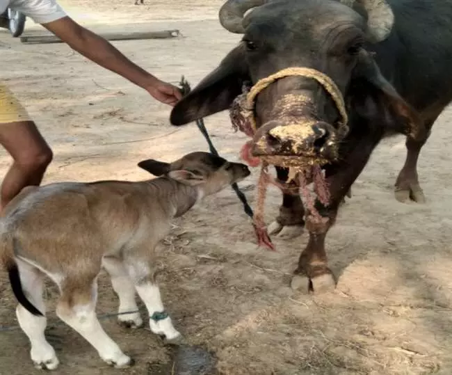 Buffalo gave birth to cow calf,