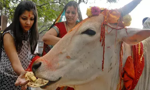 जानिए, हिन्दू धर्म में गाय को रोटी खिलाने के क्या होते हैं लाभ जानिए, हिन्दू धर्म में गाय को रोटी खिलाने के क्या होते हैं लाभ