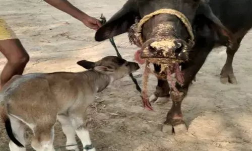 Buffalo gave birth to cow calf,