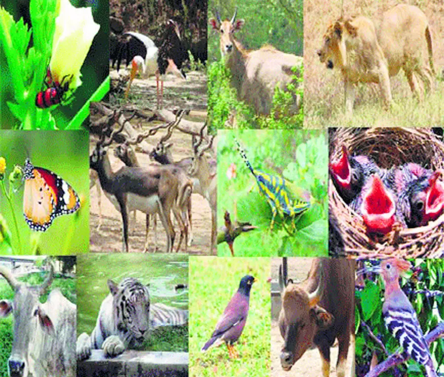 World Biodiversity Day Today | विश्व जैव विविधता दिवस:  आज जैव विविधता को सहेजने की जरुरत