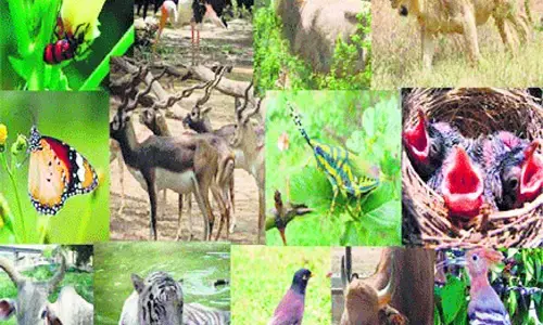 World Biodiversity Day Today | विश्व जैव विविधता दिवस:  आज जैव विविधता को सहेजने की जरुरत World Biodiversity Day Today | विश्व जैव विविधता दिवस:  आज जैव विविधता को सहेजने की जरुरत