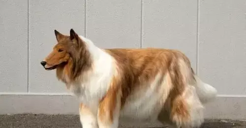 11 लाख 63 हज़ार रुपये खर्च करके ये इंसान कुत्ता बना, हैरान कर देने वाली खबर आई सामने