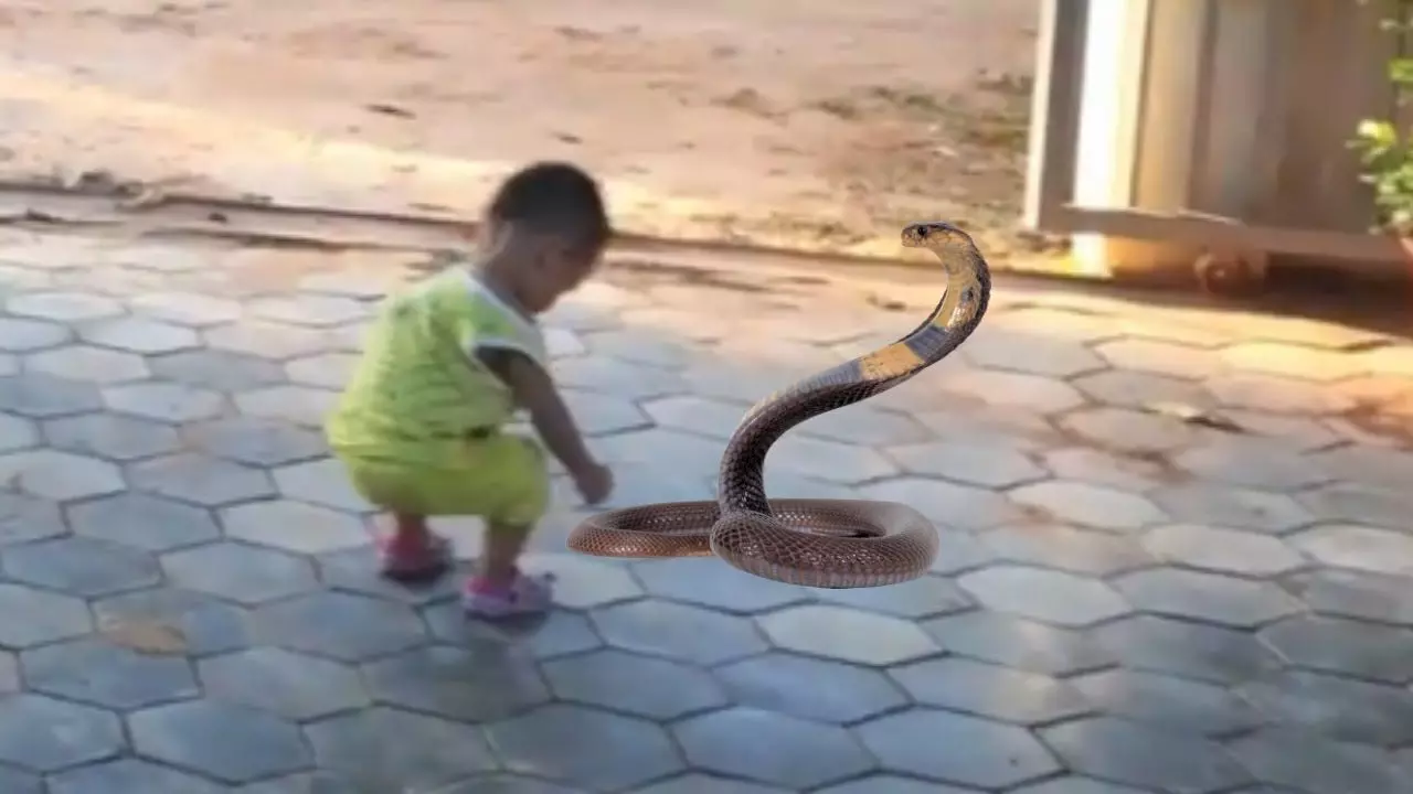 अजब-गजब: 4 साल के बच्चे को कोबरा ने डसा, 30 सेकेंड में तड़फ-तड़फ कर खुद मर गया सांप, डॉक्टर बता रहे बच्चा पूरी तरह स्वास्थ्य