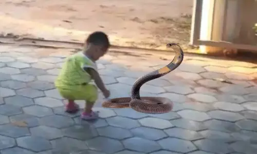 अजब-गजब: 4 साल के बच्चे को कोबरा ने डसा, 30 सेकेंड में तड़फ-तड़फ कर खुद मर गया सांप, डॉक्टर बता रहे बच्चा पूरी तरह स्वास्थ्य