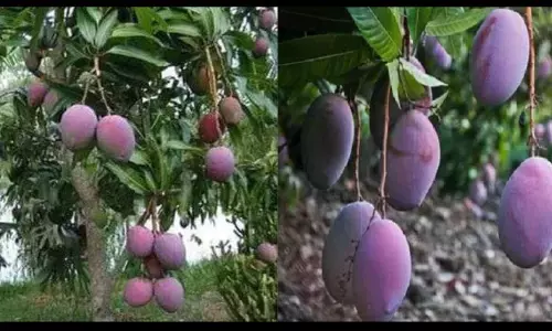 मुजफ्फरपुर का शुगर फ्री आम, पकने से पहले कई बार बदलता है रंग मुजफ्फरपुर का शुगर फ्री आम, पकने से पहले कई बार बदलता है रंग