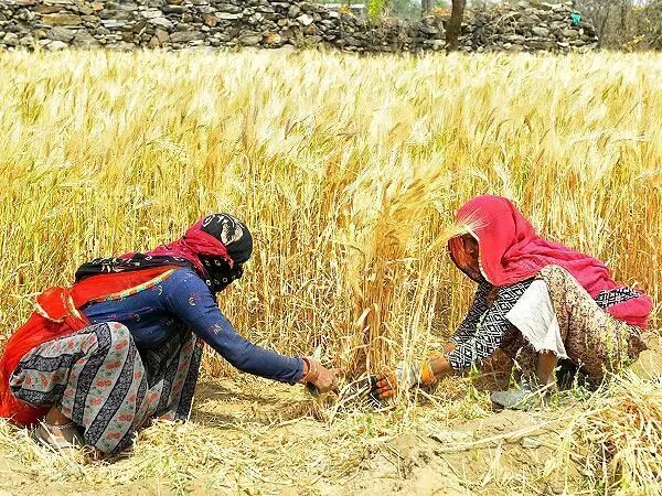 गेंहू की कीमतों में अचानक आई बड़ी कमी, सुनकर किसानों के उड़े होश
